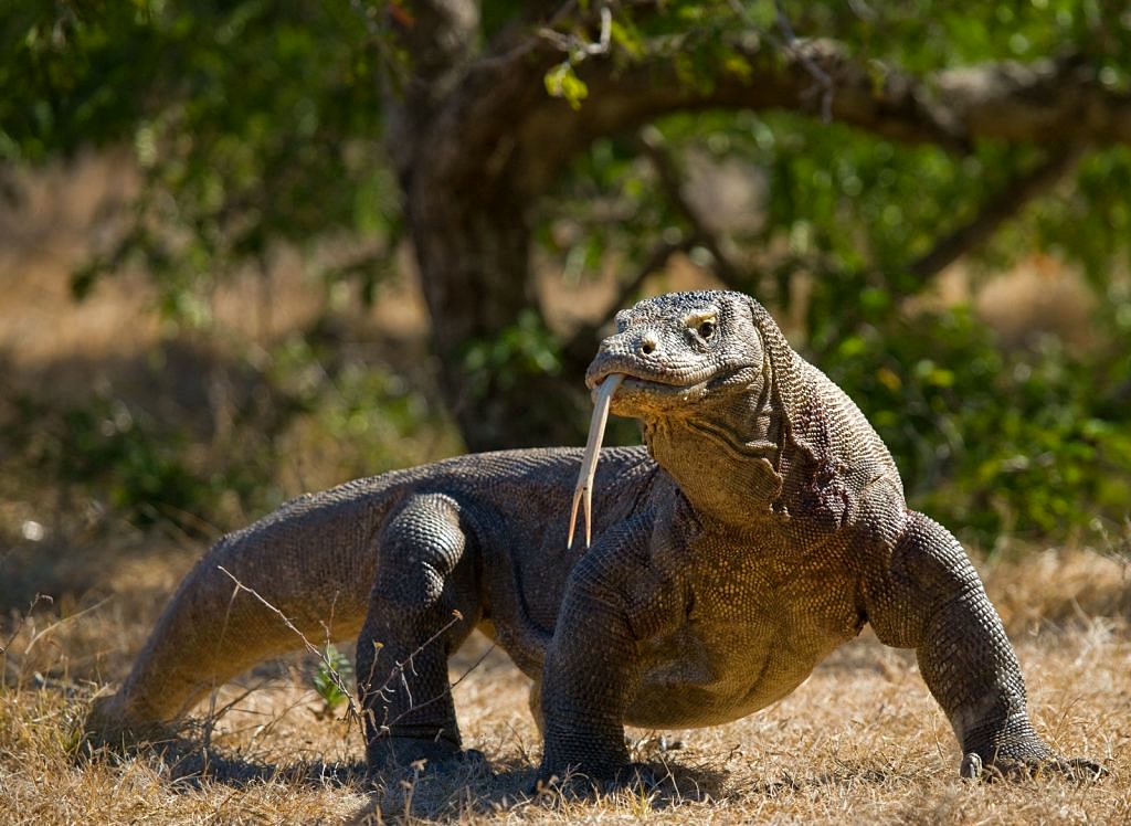 A Komodo dragon in its natural habitat
